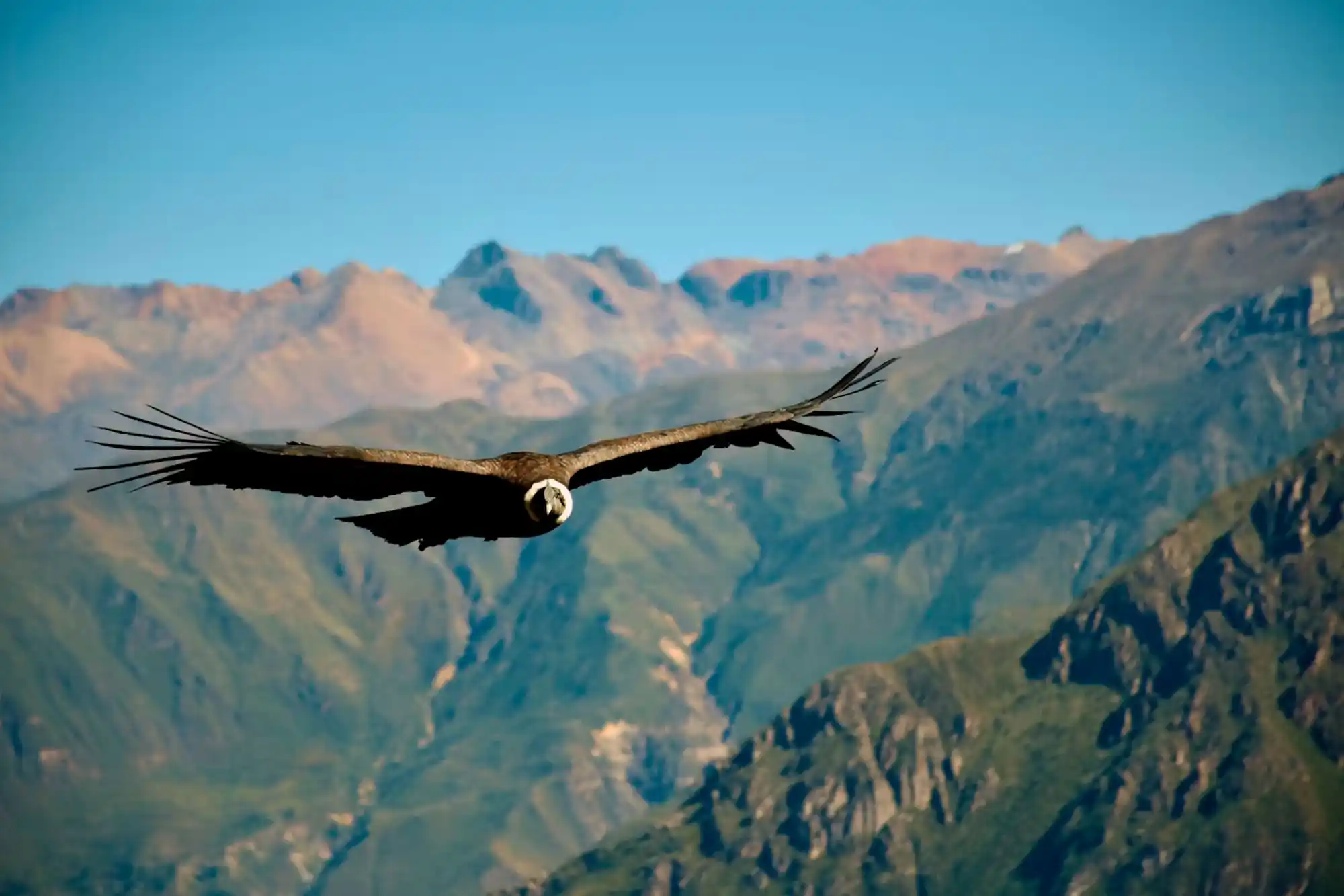 Cañon Del Colca